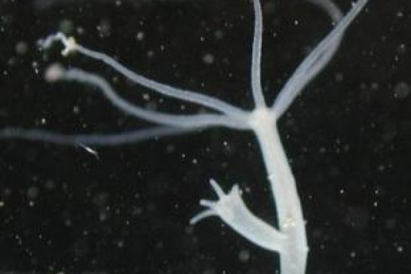 Kraken это современный маркетплейс
