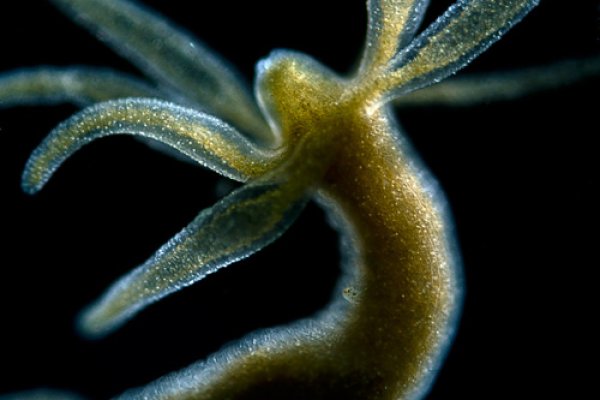 Как зайти на kraken маркетплейс