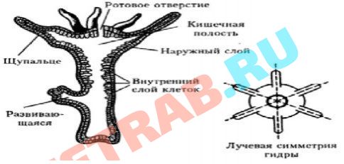 Kraken официальный сайт вход